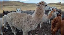 Día Nacional de la Alpaca