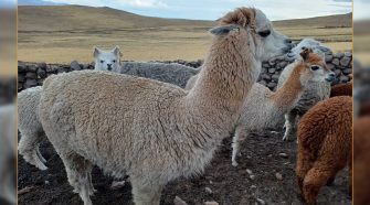 Día Nacional de la Alpaca