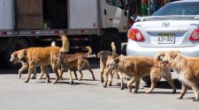 Canes en la ciudad de Puno