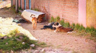 Canes en los exteriores de las viviendas