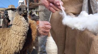 Día Nacional de la Alpaca