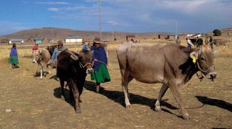 productores de crianza de vacunos