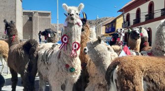 Alpacas