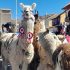 Alpacas