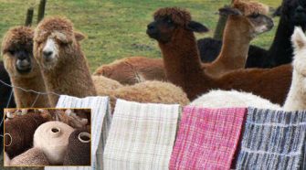 Fibra de alpaca