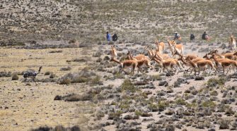 XVIII Chaccu y esquila de vicuñas