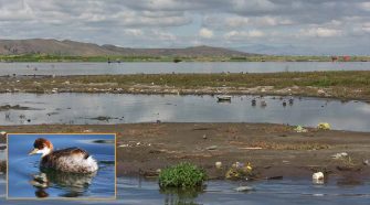 Zambullidor del Titicaca