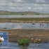 Zambullidor del Titicaca