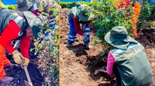 Embellecimiento de áreas verdes de Puno