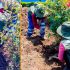 Embellecimiento de áreas verdes de Puno