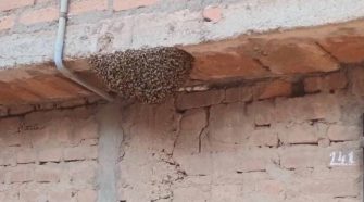 enjambre de abejas