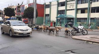 Perros callejeros