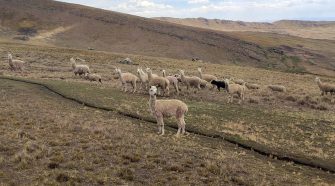 Productores alpaqueros