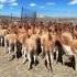 Conteo de vicuñas