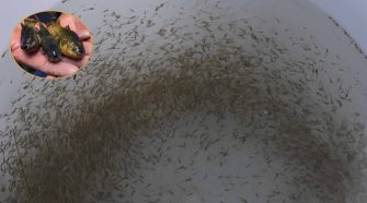 Alevinos de carachi amarillo