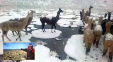 Senamhi advierte posible inicio de heladas
