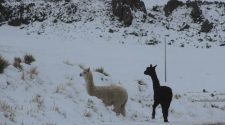 ALPACAS