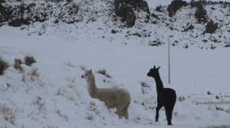 ALPACAS