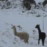 ALPACAS