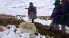 Alpaqueros de Nuñoa en crisis