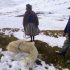 Alpaqueros de Nuñoa en crisis