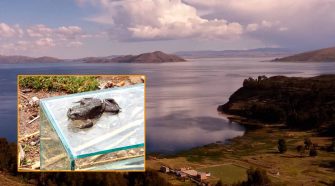 Rana Gigante del Titicaca