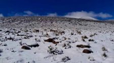 Senamhi emite alerta por nieve