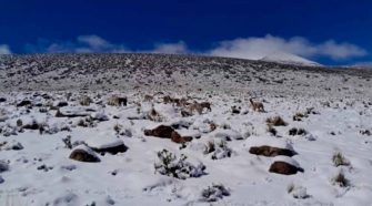 Senamhi emite alerta por nieve