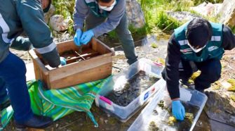 Diversas especies del ecosistema