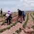 Pequeños agricultores