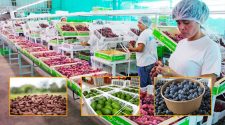 Agroexportaciones peruanas baten récord