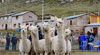 Día Nacional de la Alpaca