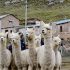 Día Nacional de la Alpaca