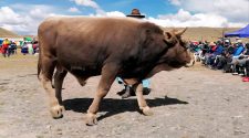 Ferias Agropecuarias