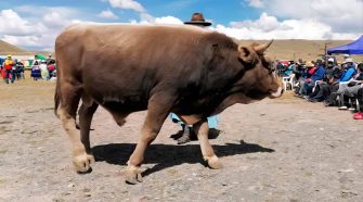 Ferias Agropecuarias