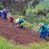 Pequeños agricultores