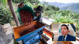 Producción de café en Puno