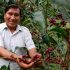 Productores de café