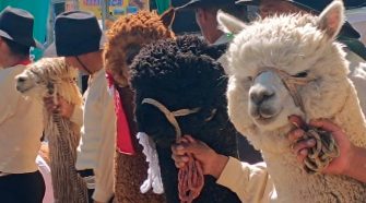 la sarna en alpacas
