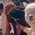 la sarna en alpacas