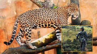 venden pieles de tigrillos y otras especies