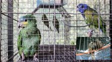 SERFOR rescata más de 800 especímenes