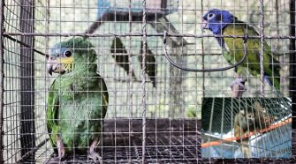 SERFOR rescata más de 800 especímenes