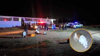 Asesinan al ‘Ángel de los animales’