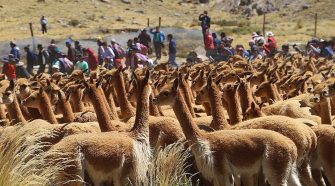 Censo de vicuñas