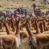 Censo de vicuñas