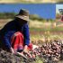 Migración de los jóvenes del campo