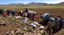 Puno puede ser potencia agroindustrial