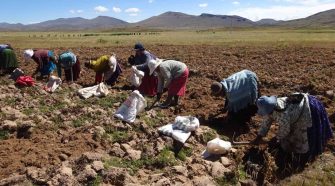 Puno puede ser potencia agroindustrial