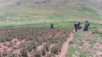 agro peruano repite los mismos errores